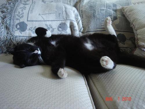 I am a fat tuxedo cat living in southern NH. I like to eat way too much, sleep way too much, leave dead animals on the porch, and chill with my gf, Precious.
