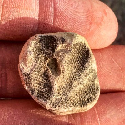 FinderFossil's profile picture. Finding fossils for fun in WV