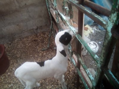 LZobio's profile picture. Être un bon musulman