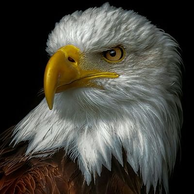 savage__bob's profile picture. Lone wandering imaginative soul