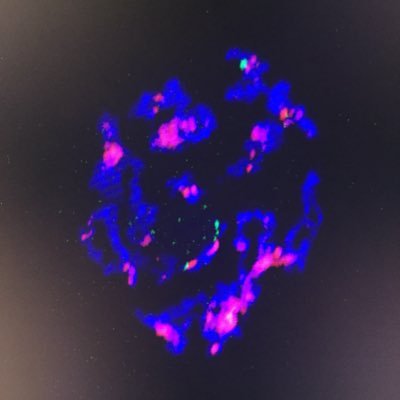 Cytogénéticien, 3D organization, epigenetic, early mammalian embryo
