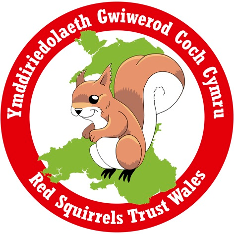 Red Squirrels Trust Wales - Ymddiriedolaeth Gwiwerod Coch Cymru Red Squirrel conservation project, safeguarding Anglesey & Gwynedd as a stronghold in Wales.