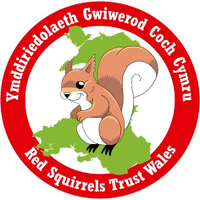Red Squirrels Wales(@RedSquirrelsinW) 's Twitter Profile Photo