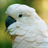 ElQCbioloARiser's profile image