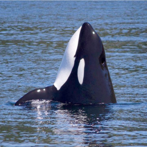 See whales in the wild! Family-run, whale watching tours from Seattle/Edmonds, Port Townsend, & Port Angeles. Half & full day tours. Whales Guaranteed!