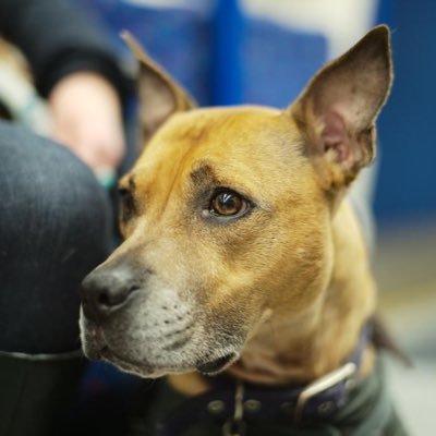 Former homeless Therapy Dog helping homeless people @MaudsleyNHS. Scruffts UK Best Crossbreed Rescue Dog champion ‘18. Views my own(ers) @dr_ewilliamson