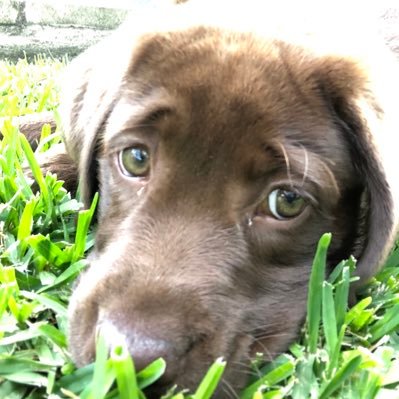 ❤️ dogs, gardens, history, cooking. Extra love for Parramatta Eels 💙💛 and Diamonds 💎