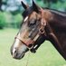 Stallion Showcase (@stallionsanz) Twitter profile photo Stallion Showcase (@stallionsanz) Twitter profile photo