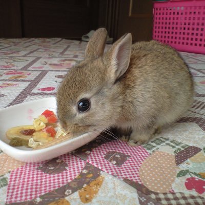 KinnirousagiT's profile picture. 