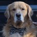 The Regal Retriever (@RegalRetriever) Twitter profile photo