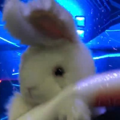 PlayWhiteRabbit Profile Picture