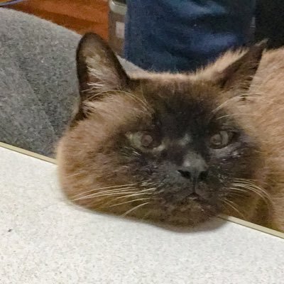 haNb6SG's profile picture. フィールダーとロードスター(予定)乗ってます 無言フォロー失礼します