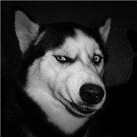 Husky18169201's profile picture. 。。。。。
