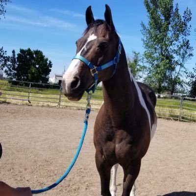 73JEWELS73_'s profile picture. 📍PNW~💉Inked~Pierced~🐎🐴~🏍~Ride Or Die~💨~Just an ordinary girl living an ordinary life who loves horses and motorcycles!!