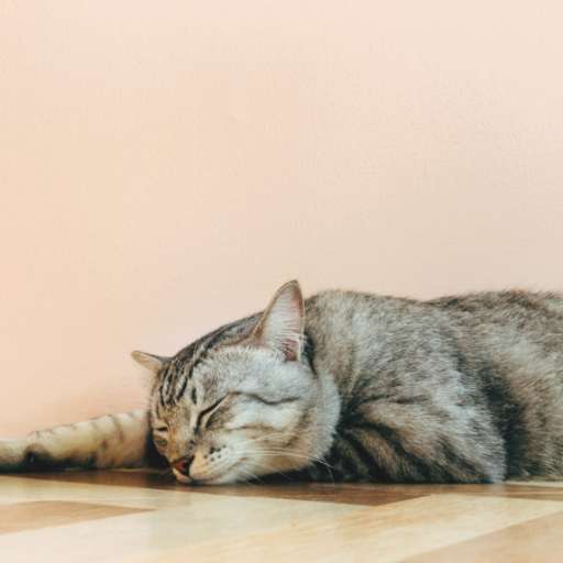 春は花粉で眠い、梅雨は湿気で眠い、夏はクーラーで眠い、 秋は肌寒くて眠い。、冬は寒くて眠い、 結論、毎日眠い。 フォロー・リフォロー・リムーブは強制しないのでご自由に。  DMは受け付けていますが自分からはDMしません。