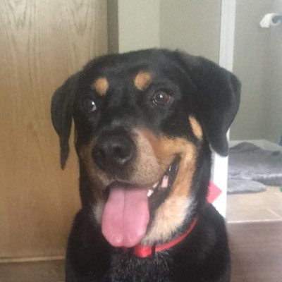 Hi I’m Hood! I’m a Rottweiler/hound mix. I love peanut butter, cheese cubes, and attention