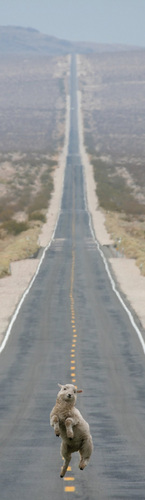 fleamo's profile picture. 