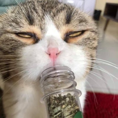 yodさんのプロフィール画像