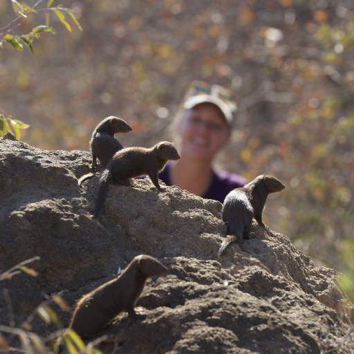Behavioural Ecologist | Communication | Cooperation | Conservation. Co-founder @Dwarf_Mongoose Research Project.