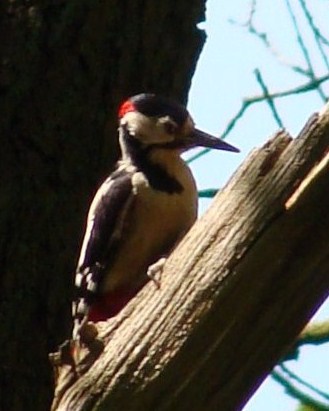 SydenhamWoodLWT's profile picture. Ancient and secondary woodland in heart of South London, managed by London Wildlife Trust.