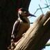 Sydenham Hill Wood (@sydenhamwoodlwt) Twitter profile photo