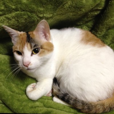 Haya_3141592653's profile picture. TokyoTech20B→ScienceTokyo24.5M𖣐工学院機械系ライフエンジニアリングコース𖣐四大学連合海外協力コース修了𖣐吹奏楽and管弦楽(Horn)𖣐現在の髪色はカラーコード #000000 くらい