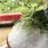 asa_matcha