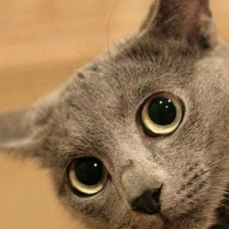 Xuan_Chen's profile picture. (*｀ω´*)