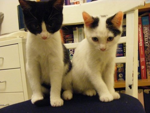 BeccaDugdill's profile picture. NHS doctor, mother, weightlifter, sewist, gardener, employee of cats. Team GP.