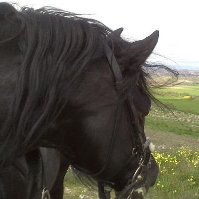 Yo apoyo una educación y sanidad pública.Tu mismo con tu mecanismo. He sido, soy y seré fumador ex y horse addict. Los mastines son perros especiales. Casi na!!