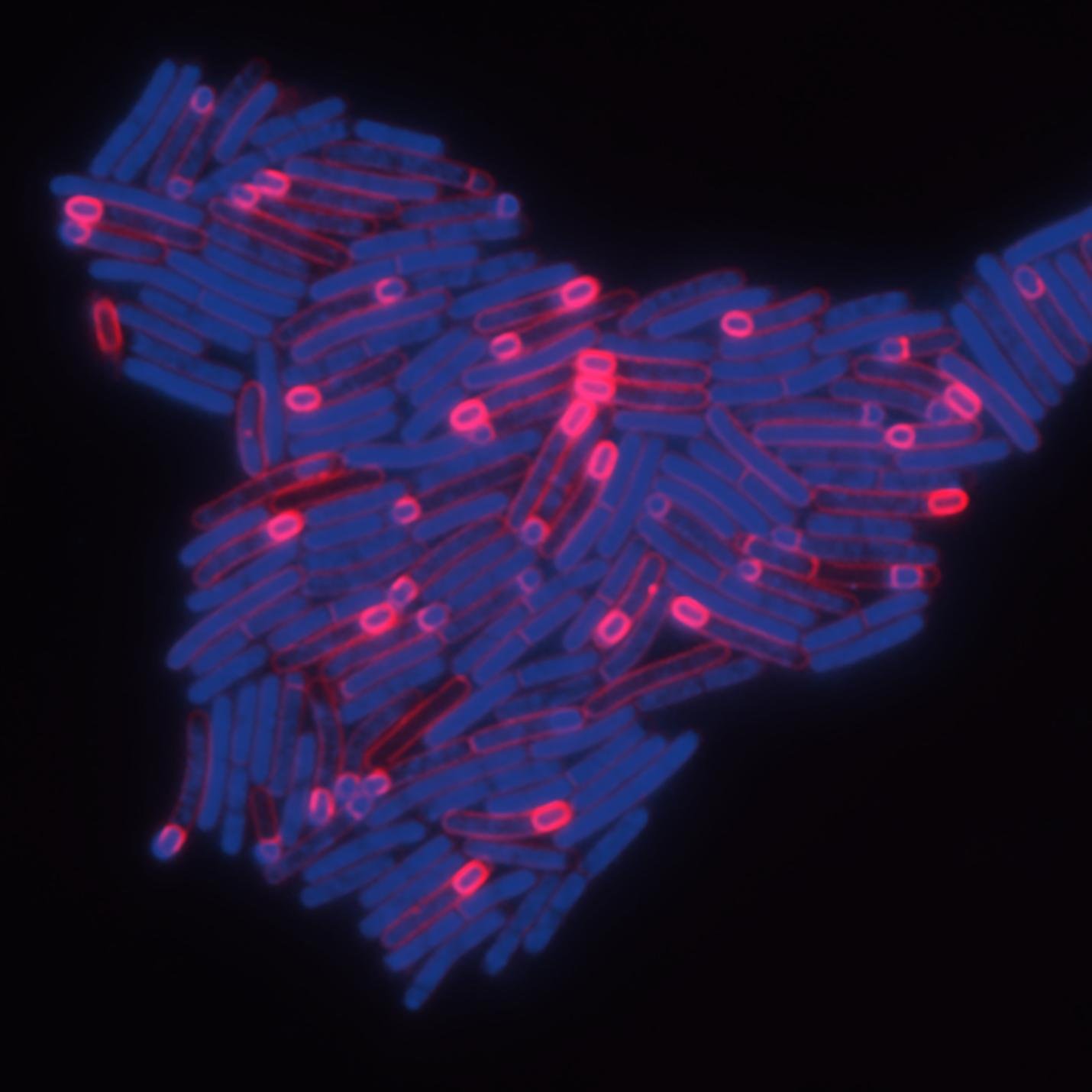 Aimee Shen’s lab at Tufts University. C. difficile spore formation, germination and other cool stuff! Committed to increasing diversity in STEM