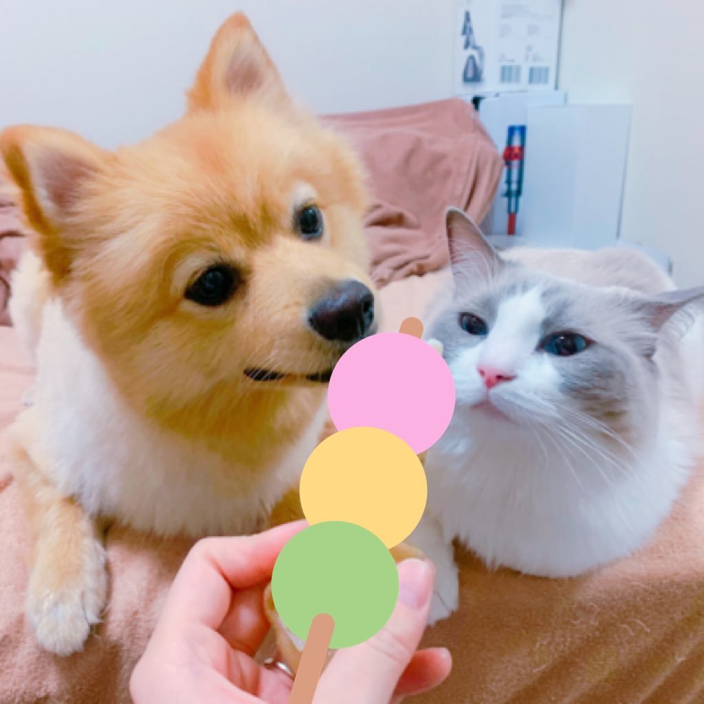 2017.3.13日~2024.4.24日🌈あお♀🐈と2018.2.22日うまれのモナ♂🐕と飼い主です🐸1秒でも長く穏やかに過ごせますように🌸