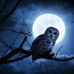 nightowlOT7 Profile Picture