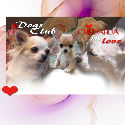 Dogs Club #DogBooksAuthor - #Chihuahua My Love - #Spitz Forever - #Longevi Canis - #Reproduction in Dogs - known blogger https://t.co/UM98nX7Oz2 - visit us! 🍀💚🇮🇹