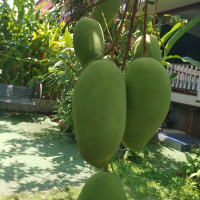 Haytenchau's profile picture. 