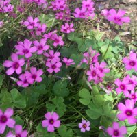 シュガーちゃん (@sugarchan56) Twitter profile photo