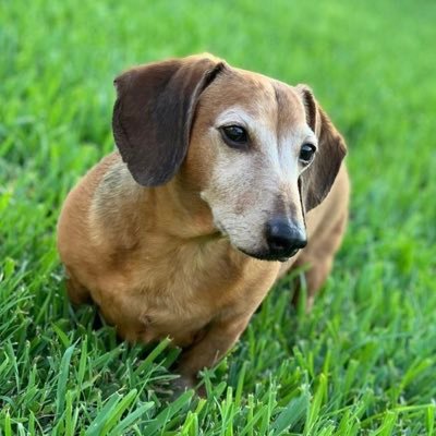 I’m just a #dachshund living my best life. My favorite activities are eating and sleeping, but mostly sleeping. Papo passed 9/11/2021. 💔