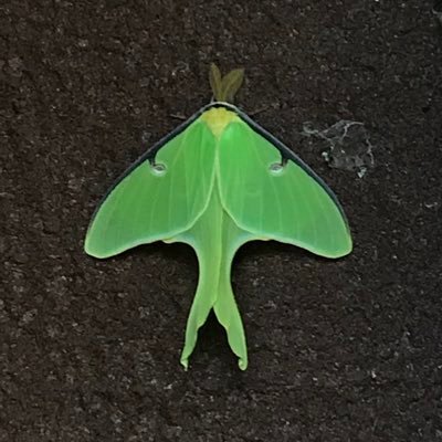 stevegol's profile picture. 