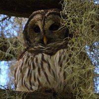 BeardedBirder1980 (@beardedbirder11) 's Twitter Profile