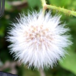 固定アンケにご協力お願いします🙇‍♂️さんのプロフィール画像