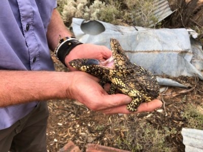 I am a molecular ecologist who works on lizards in the sub-family Tiliquini  - investigating sociality and host parasite interactions with genes and genomics.