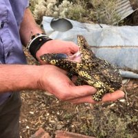Mike Gardner (@mikeg_lizards) 's Twitter Profile
