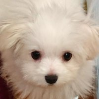 丸々音（まるるん） (@marurunrun_wan) Twitter profile photo