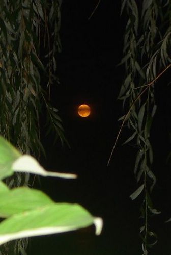 moonreflections's profile picture. you can find me on Threads. Politics, Environment, Social Justice. Seldom post, but avidly follow others -- especially news stuff.