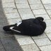 Pigeon (@UpPigeon) Twitter profile photo