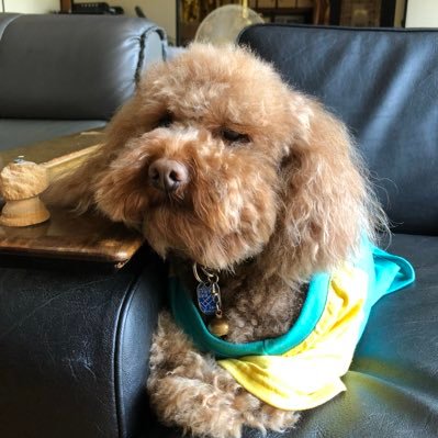 malilin56's profile picture. 稲垣吾郎さんとわんこ大好き! 吾郎さんに会いたい••••• 新しい地図会員・NAKAMAの皆さんよろしくお願いします❤✨