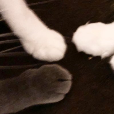 猫🐈大好き💕ABC大好き💕 宜しくお願いします。