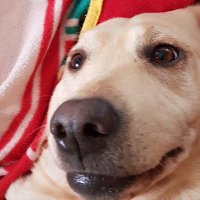 Owain Rob (@robertsos15) 's Twitter Profile