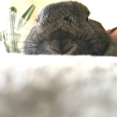 ohagisix's profile picture. とっくに成人済みおたく 基本ゲームの島在住。漫画やアニメ、海外ドラマに小説に映画にその時々で何かしらに嵌っている🦍🦇⚫ 現在ドラマ化に伴いフォールアウト再燃中