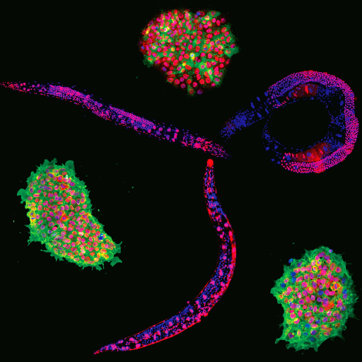 Tursun Research Group Gene Regulation and Cell Fate Decision in C. elegans. @BIMSB_MDC @MDC_Berlin